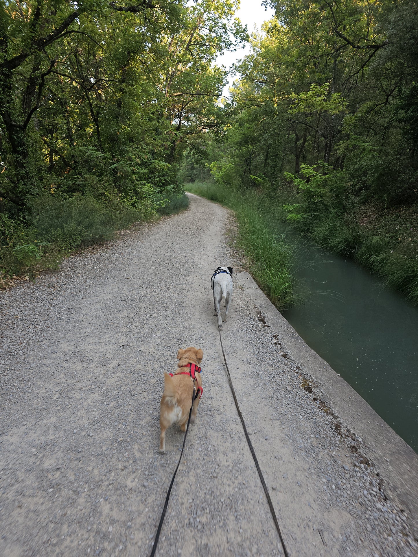 Promenades Canines