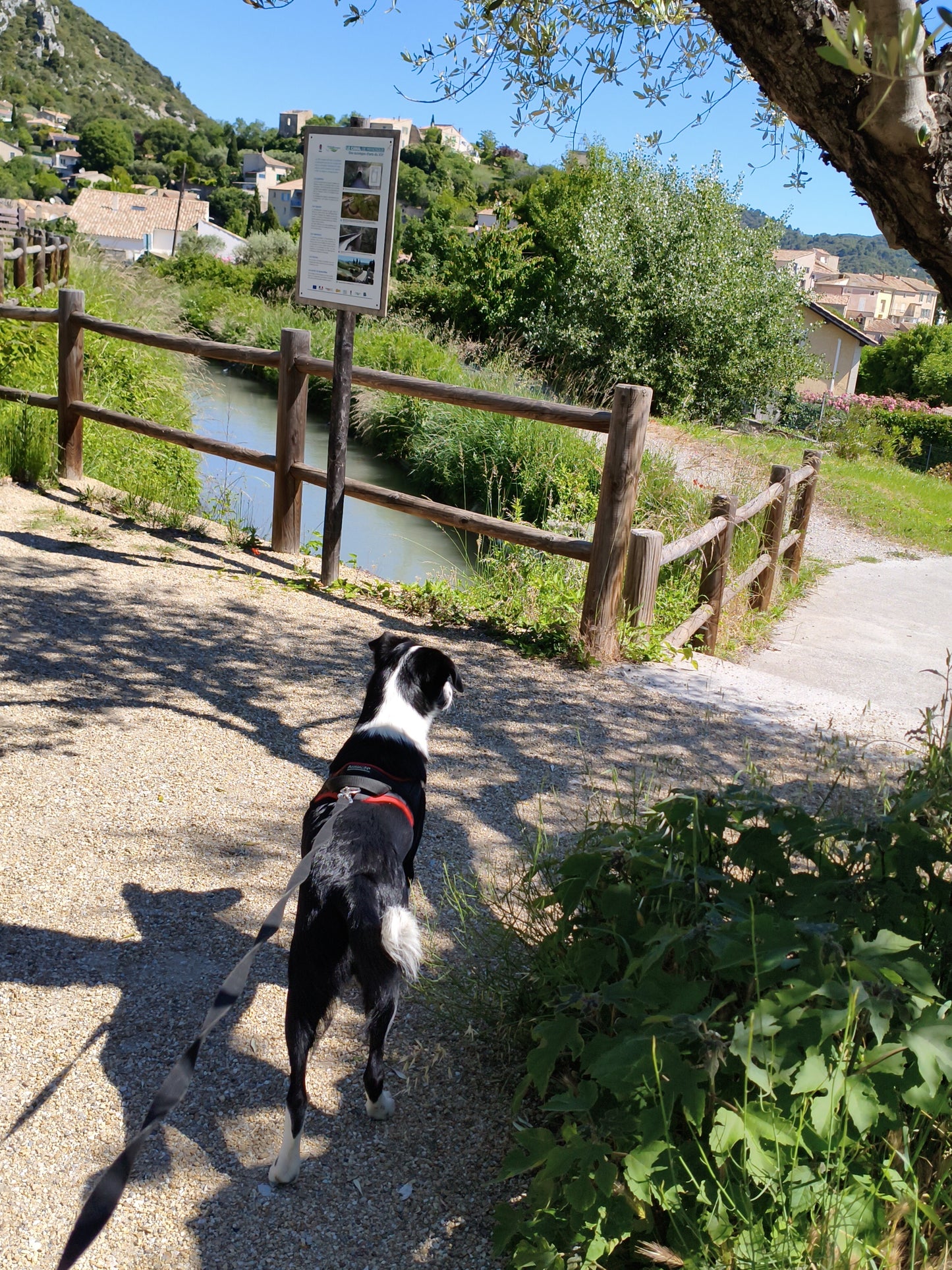 Garde de chien à votre domicile