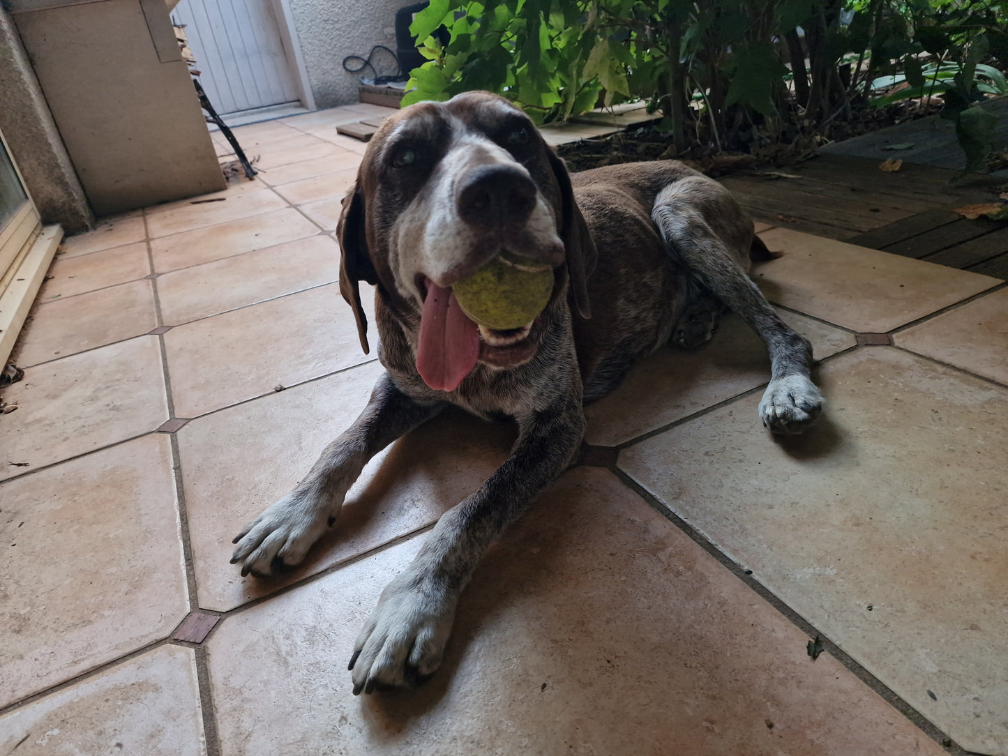 Garde de chien à votre domicile