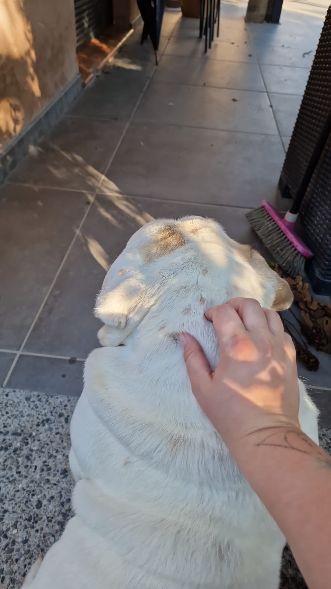 Garde de chien à votre domicile