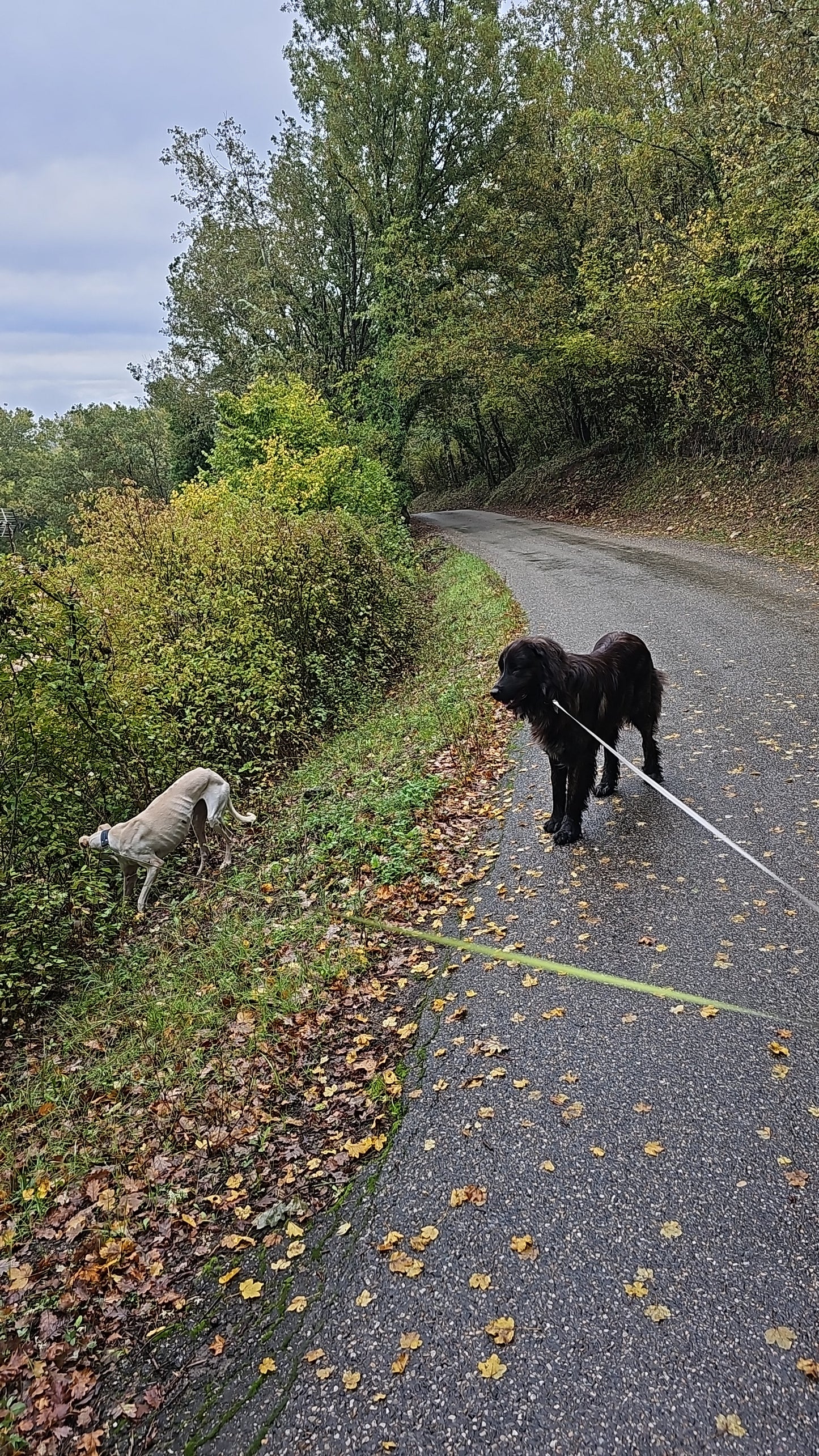 Promenades Canines