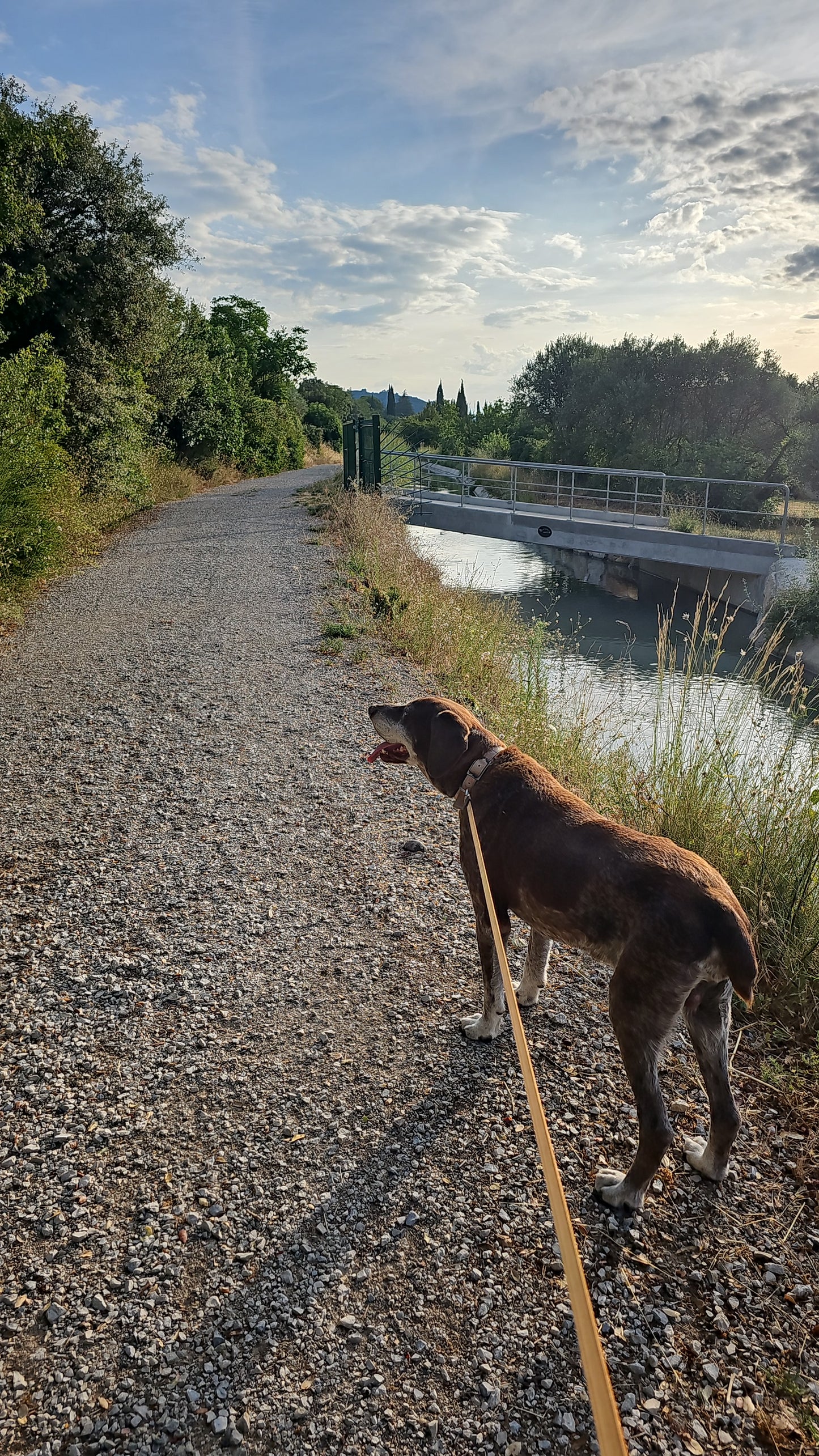 Promenades Canines