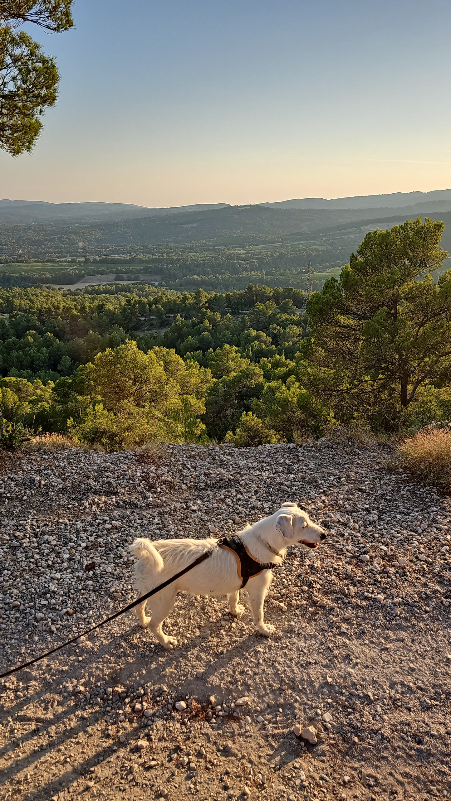 Promenades Canines