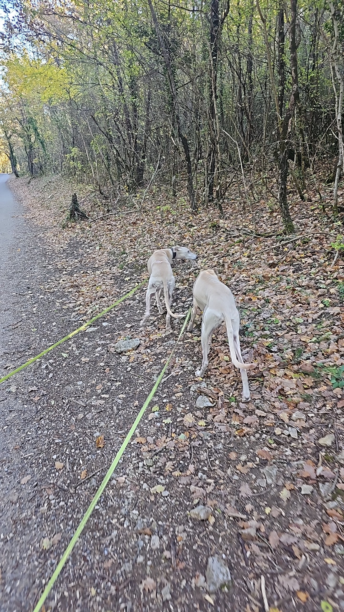 Promenades Canines