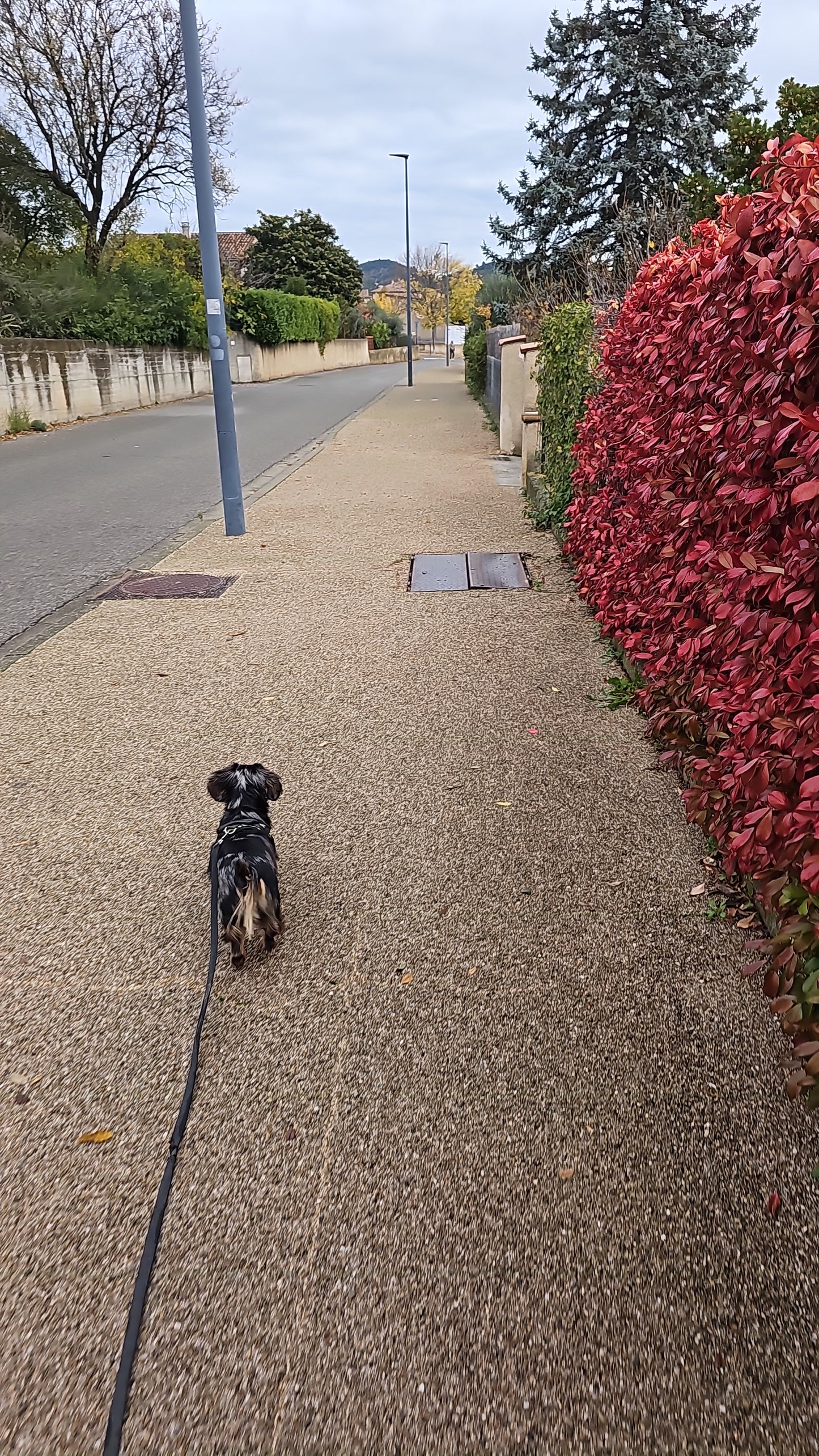 Promenades Canines
