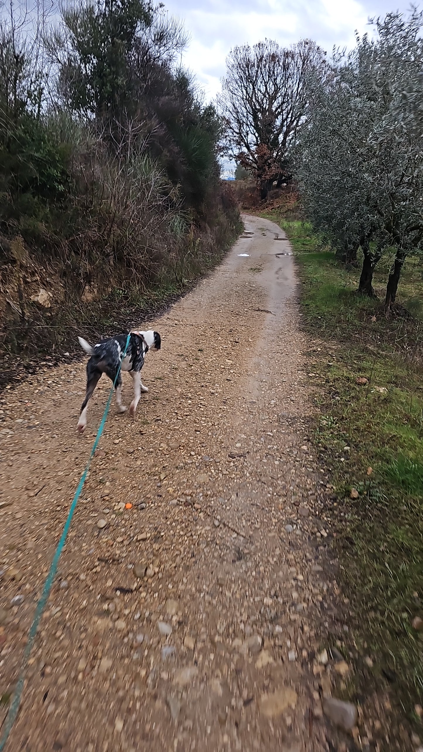 Promenades Canines