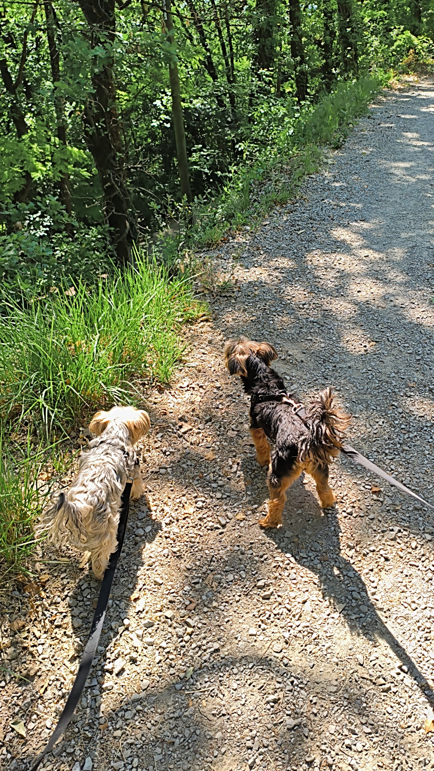 Promenades Canines
