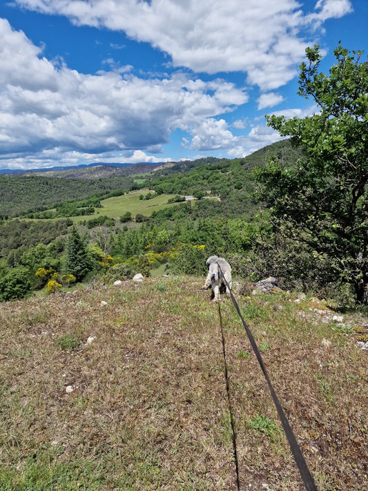 Promenades Canines