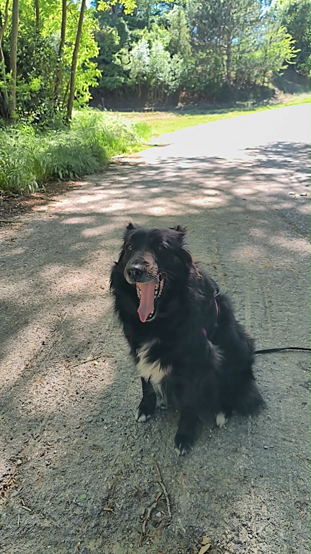 Garde de chien à votre domicile