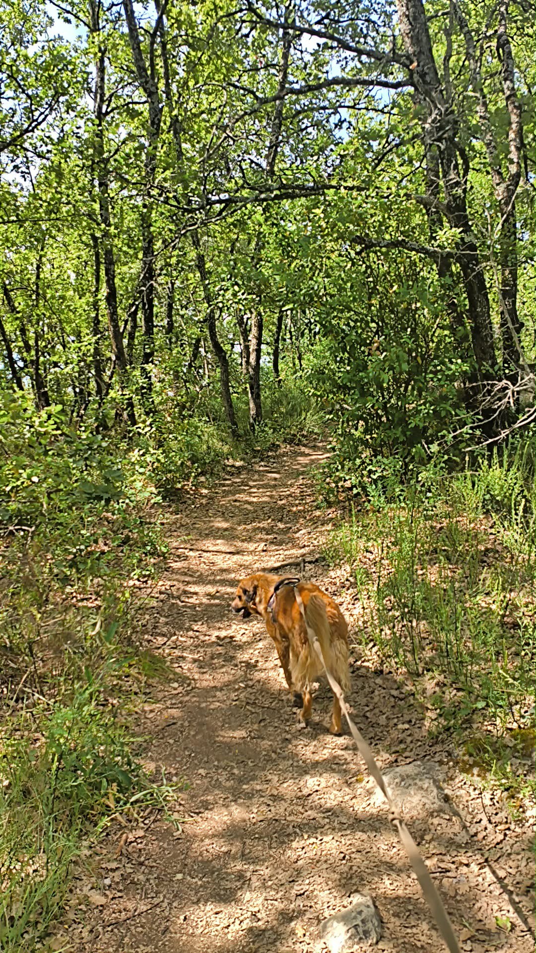 Promenades Canines
