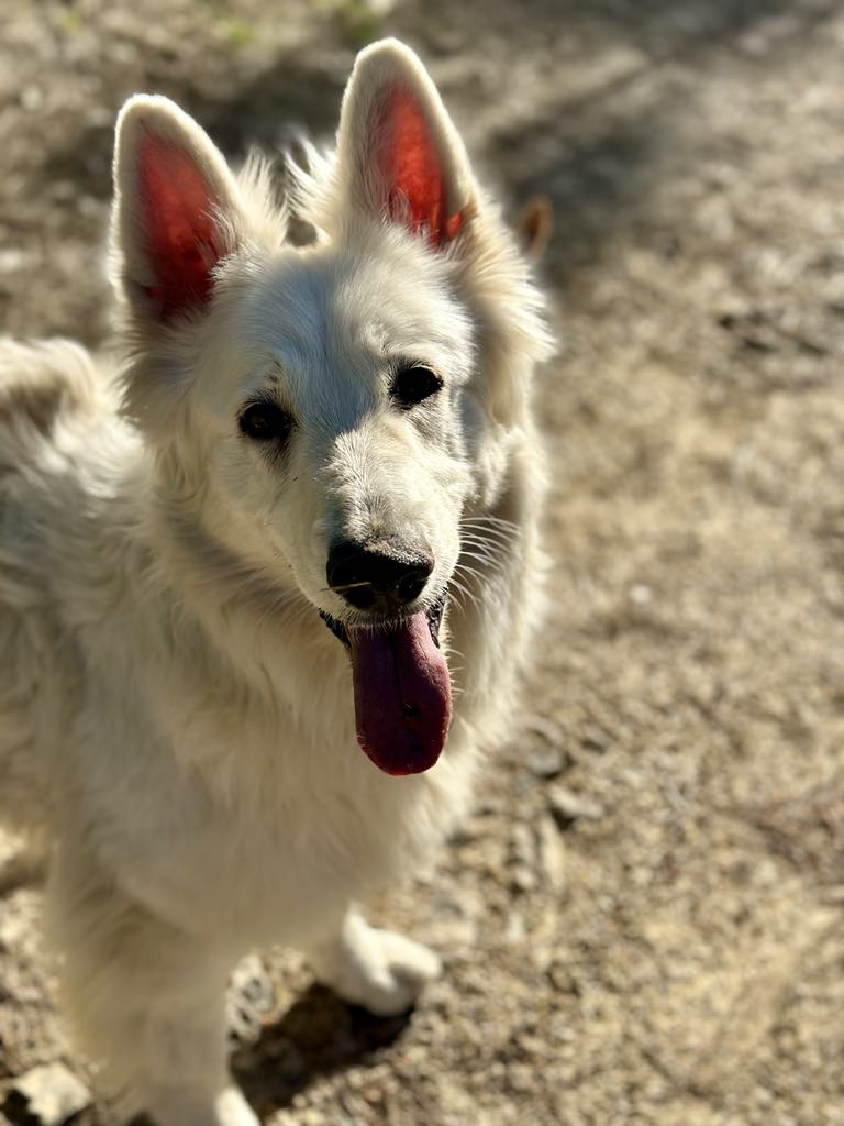 Garde de chien à votre domicile