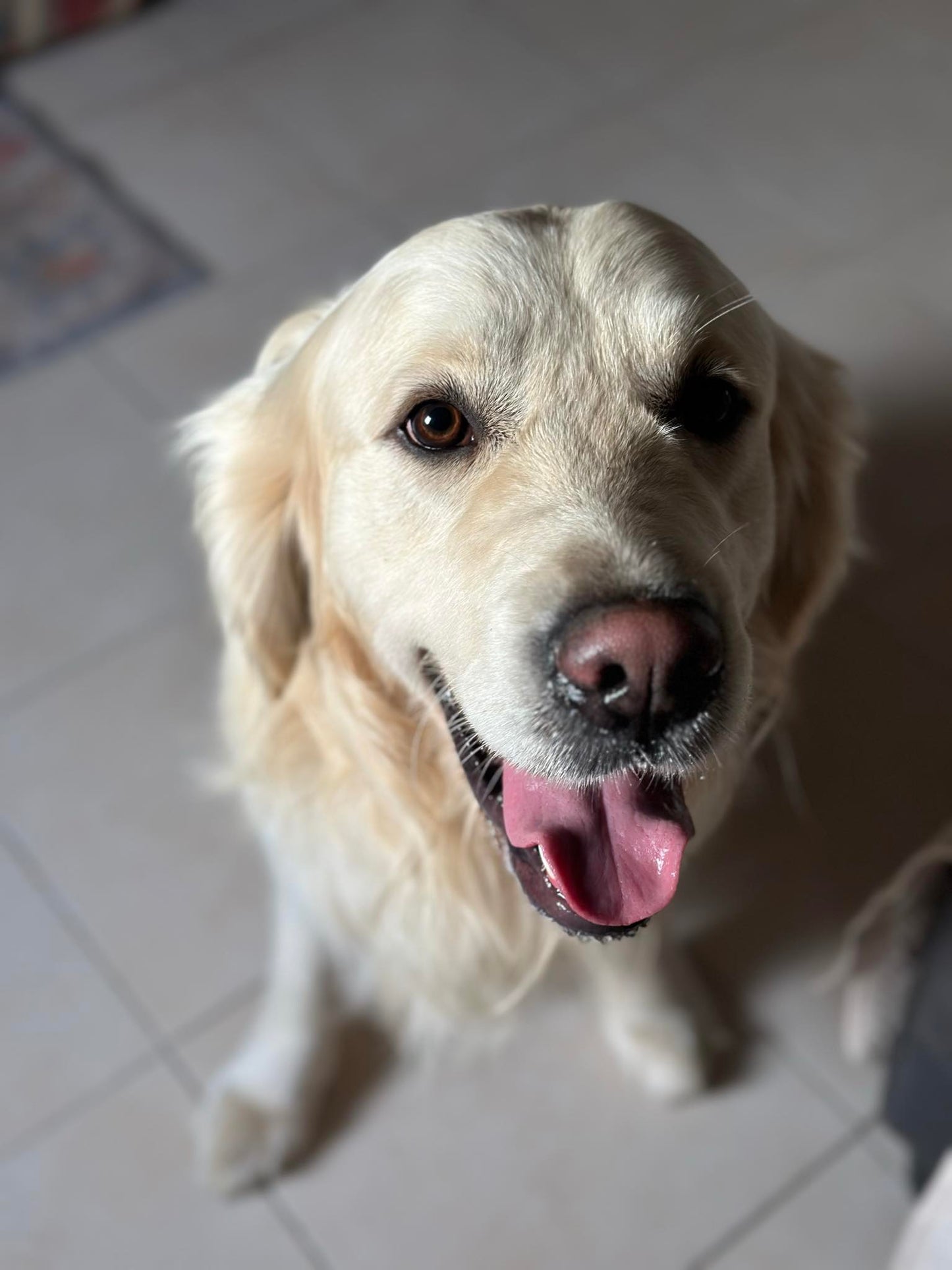 Garde de chien à votre domicile