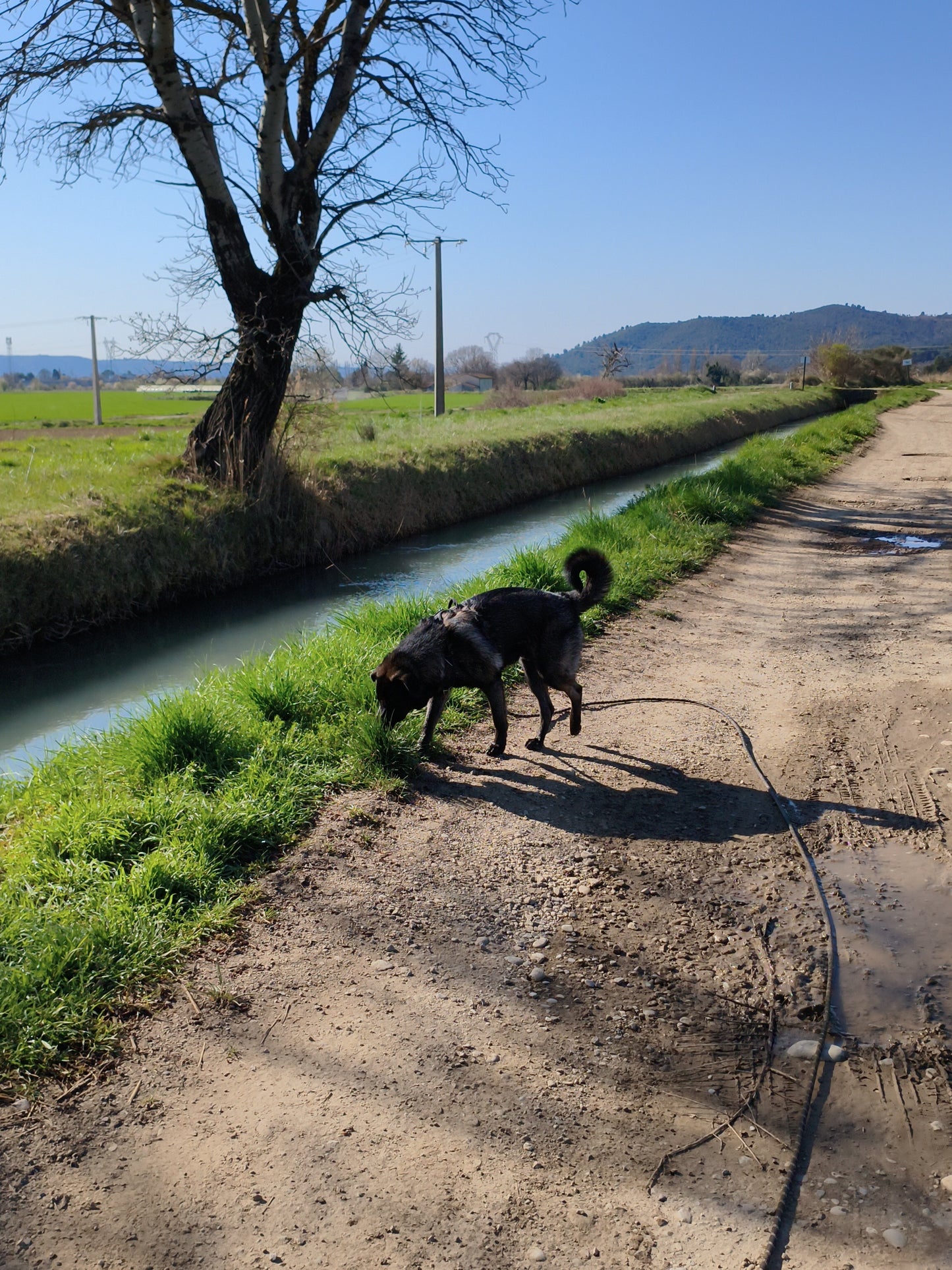 Promenades Canines