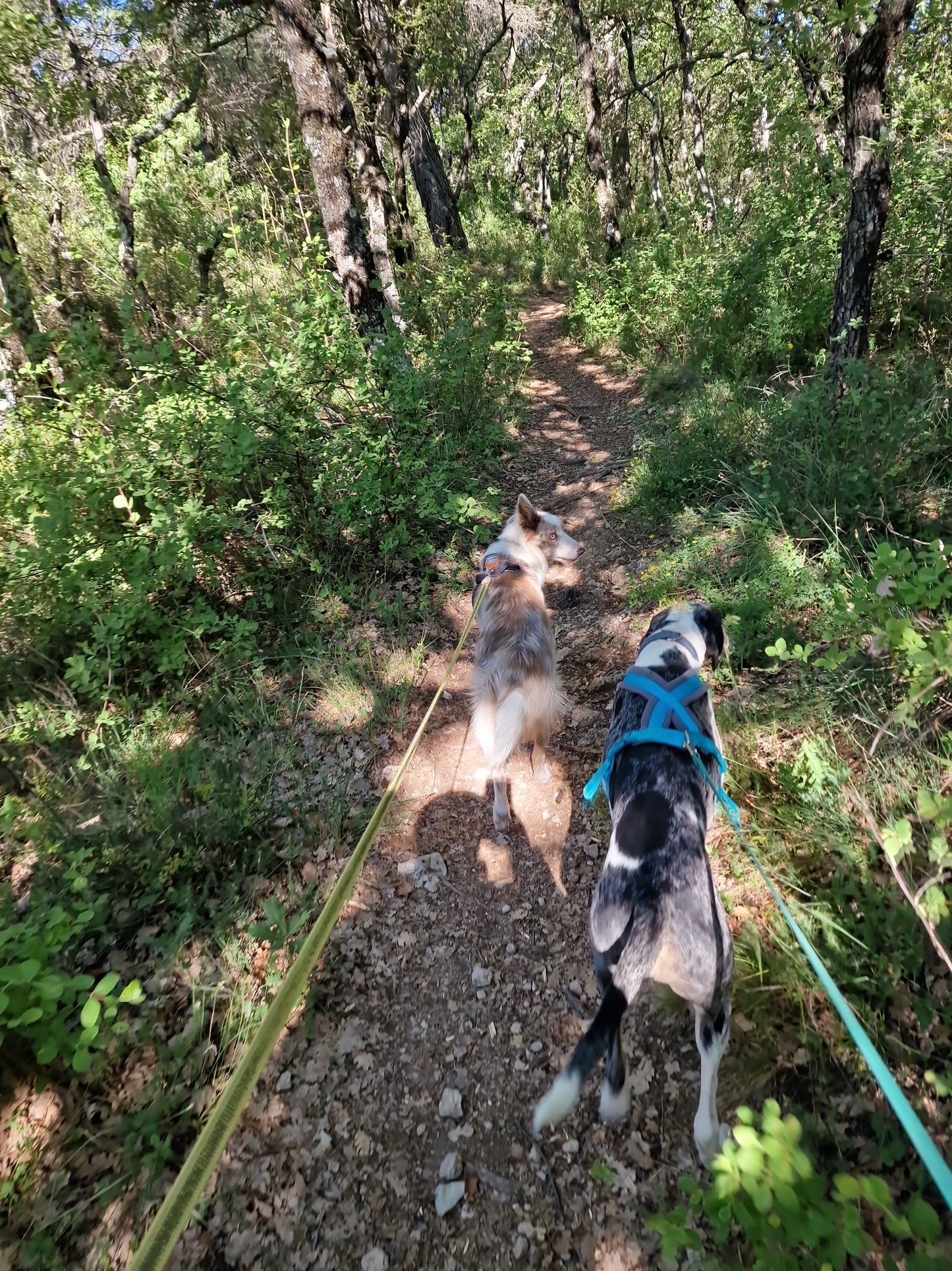 Promenades Canines