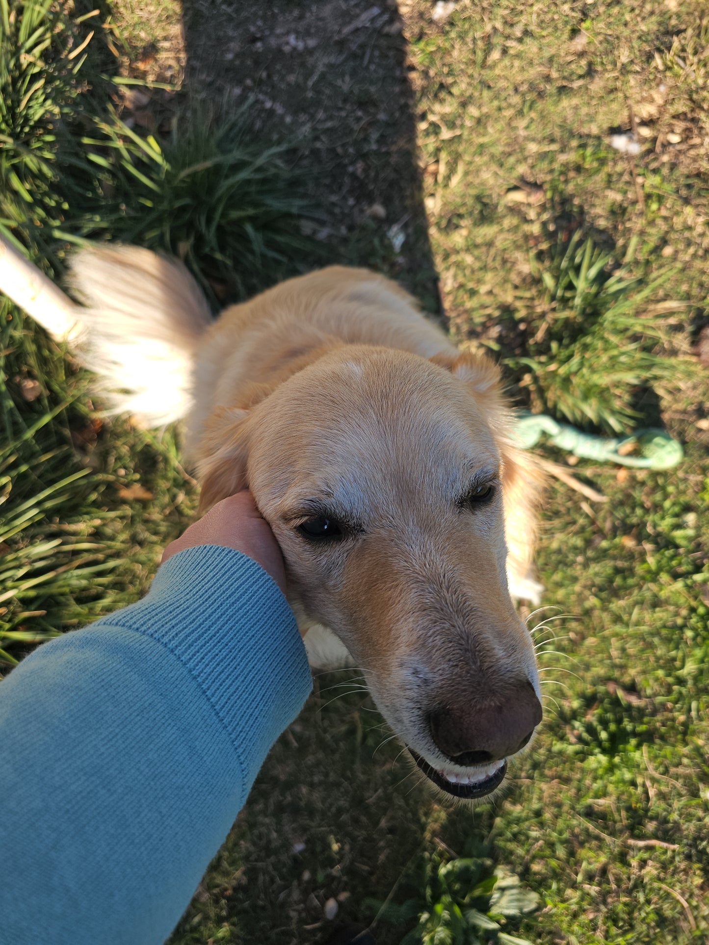 Garde de chien à votre domicile