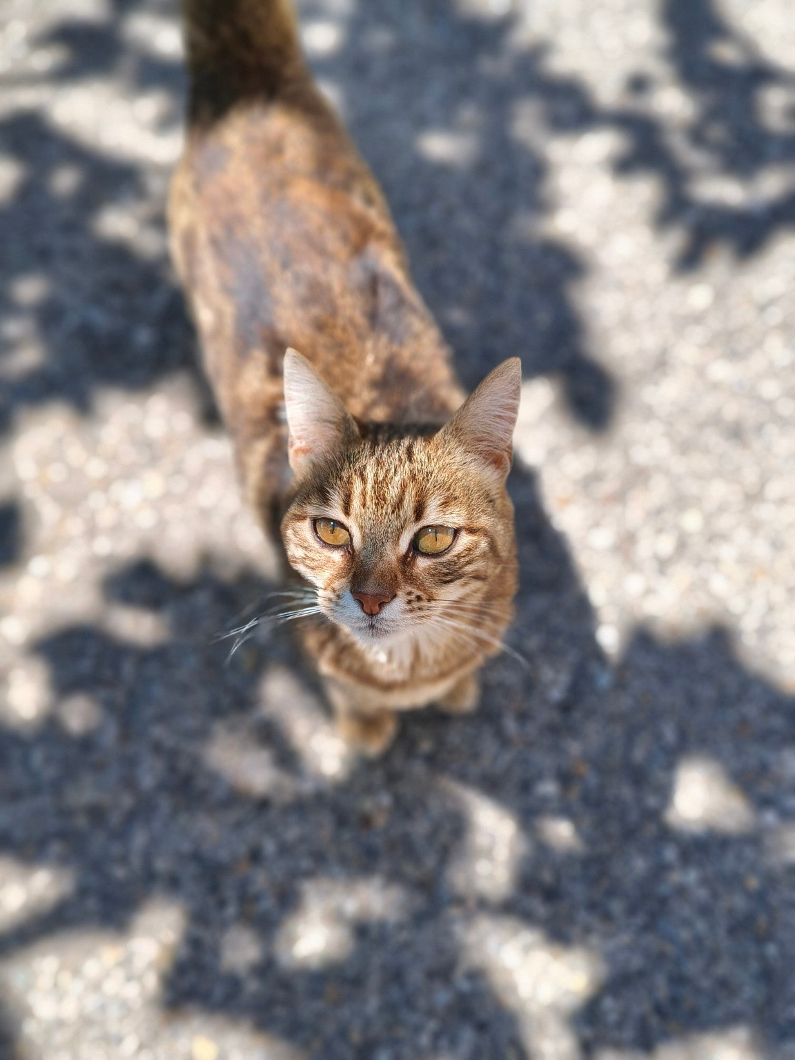 Garde chats à votre domicile